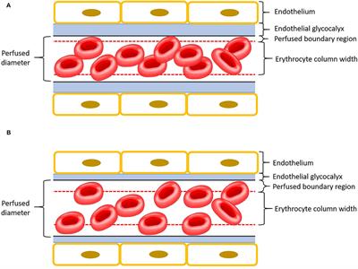 Rapid Patient-Side Evaluation of Endothelial Glycocalyx Thickness in Healthy Sedated Cats Using GlycoCheck® Software